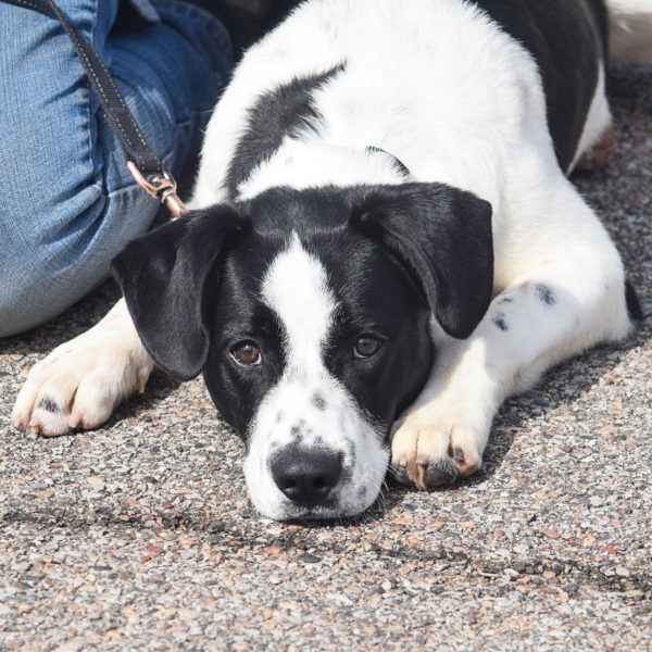 Pickle Animal House Shelter
