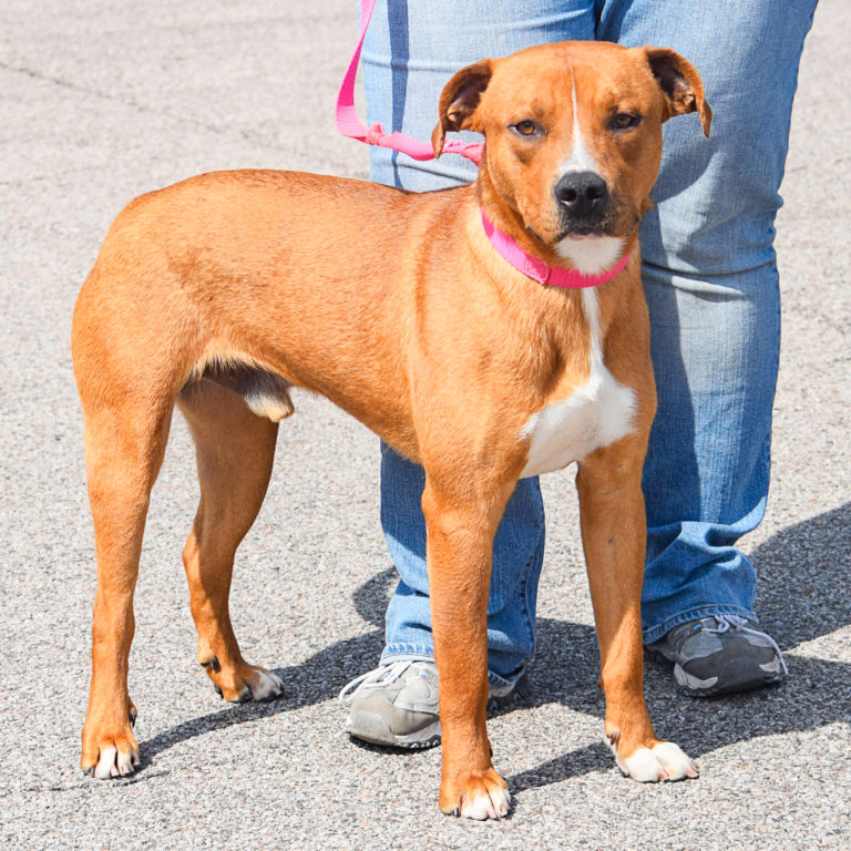 Malone Animal House Shelter