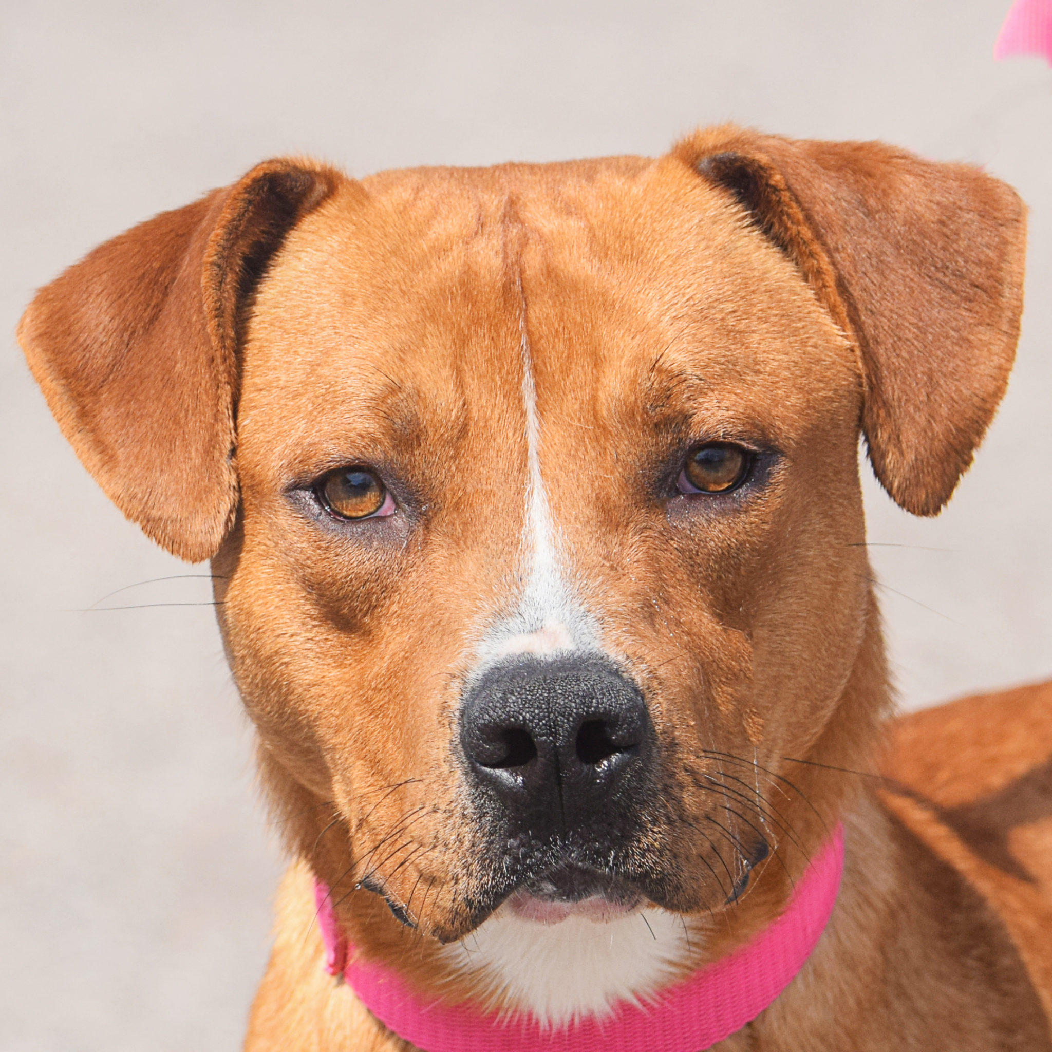 Malone Animal House Shelter
