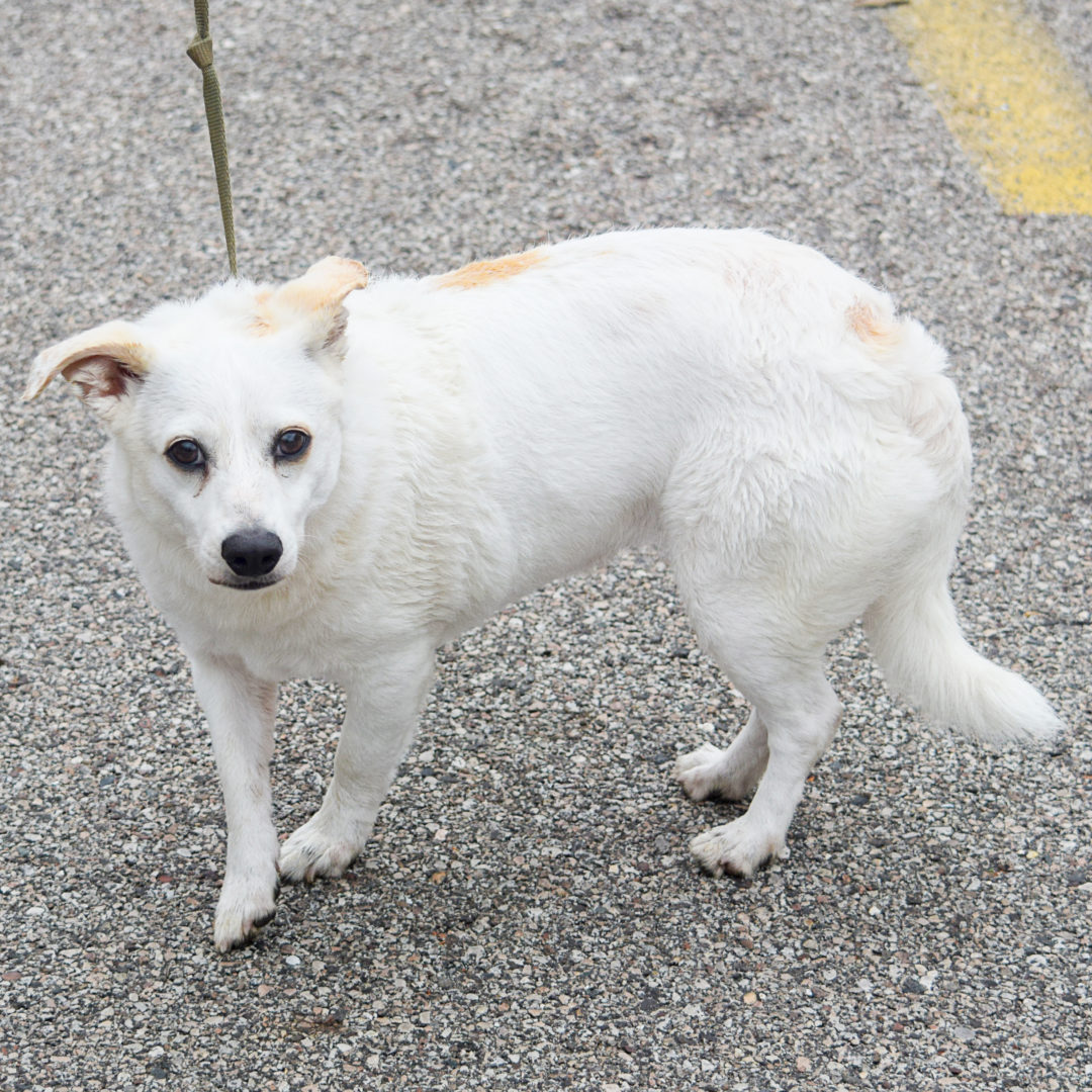 Alaska Animal House Shelter