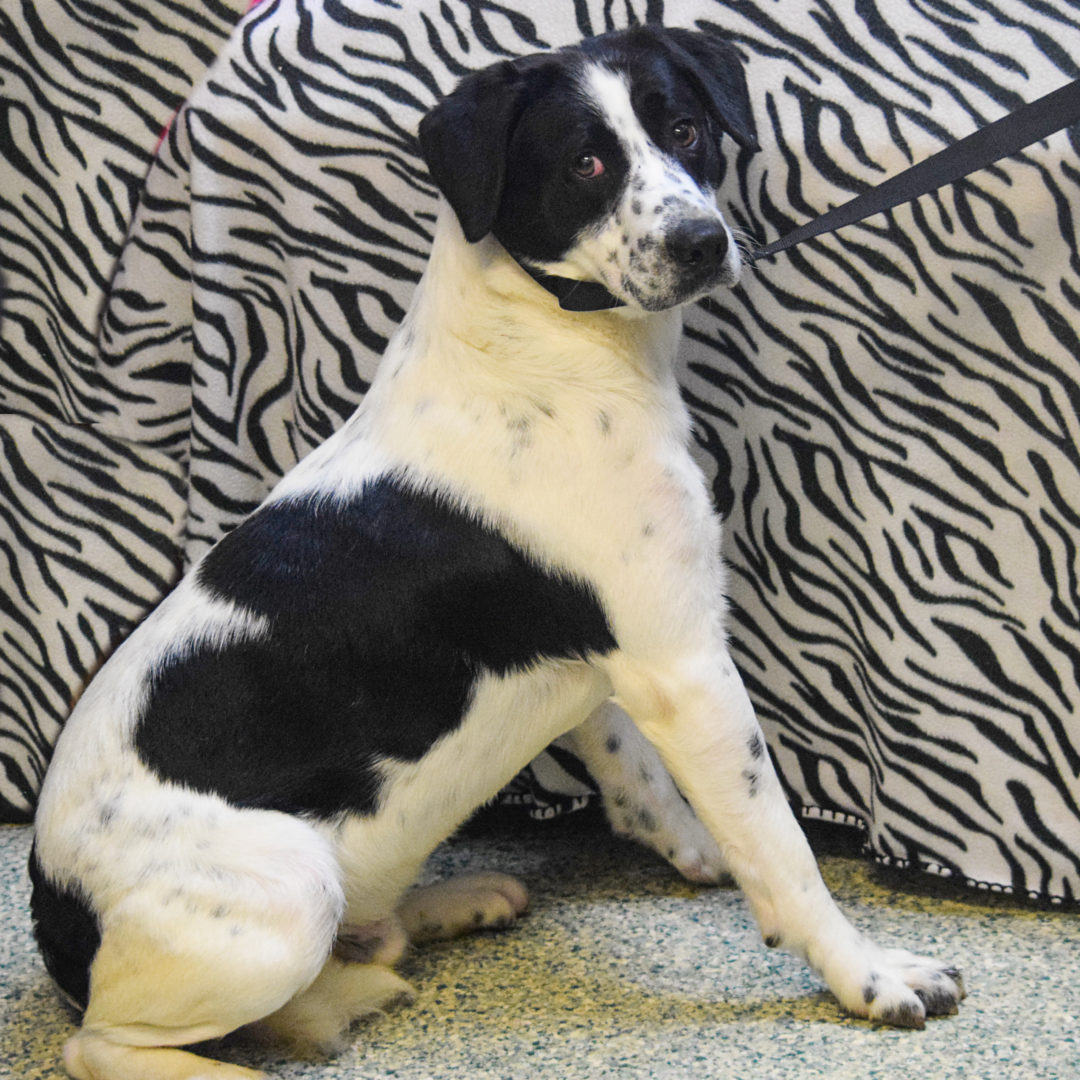 Blackjack Animal House Shelter