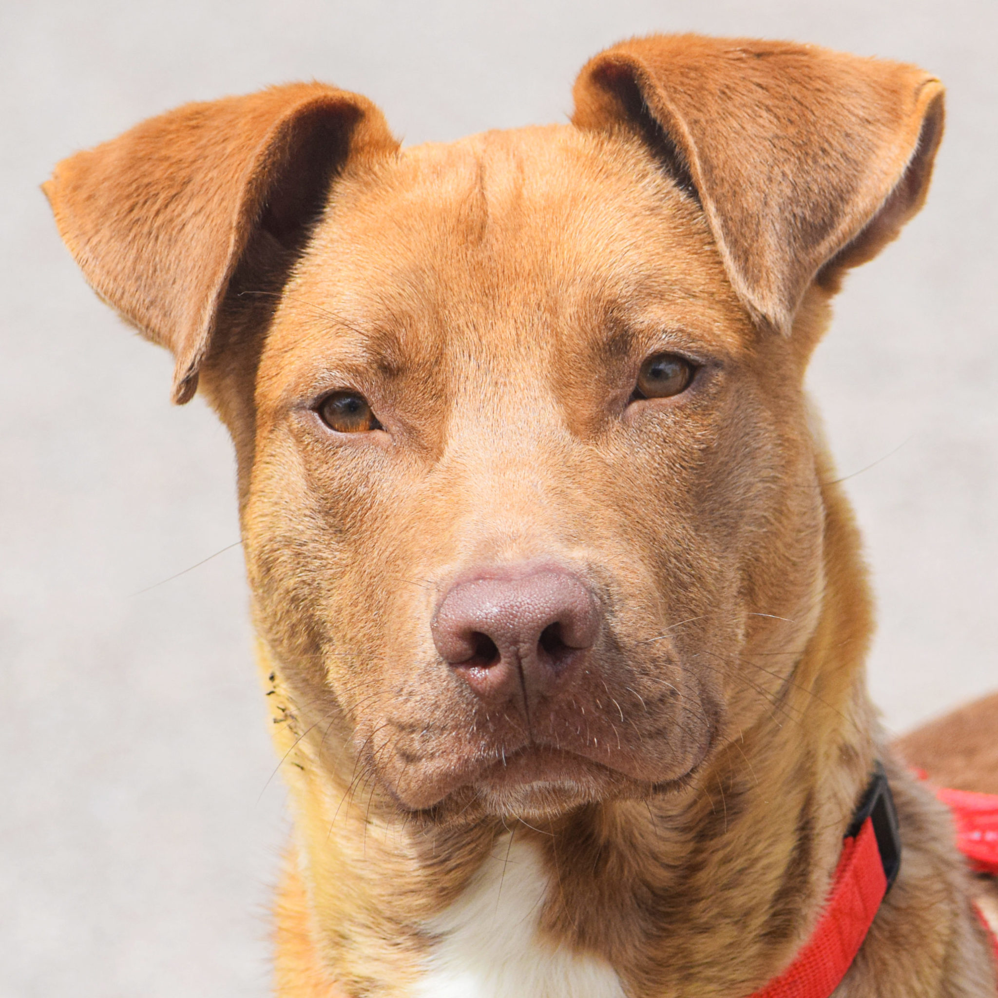 Boone Animal House Shelter