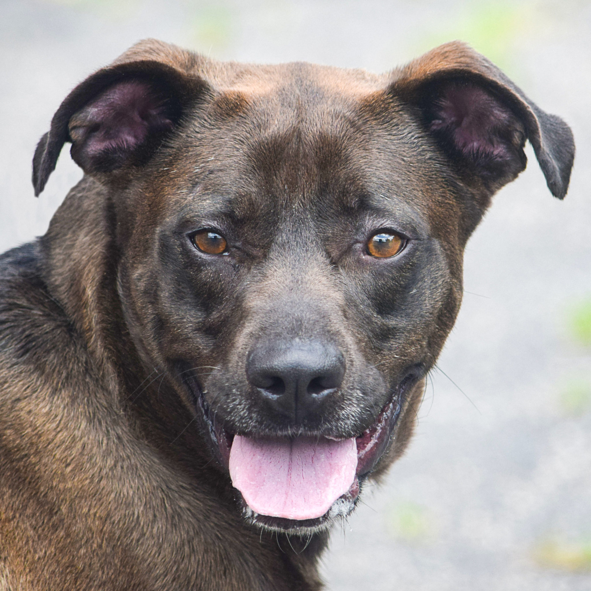 Dave Animal House Shelter