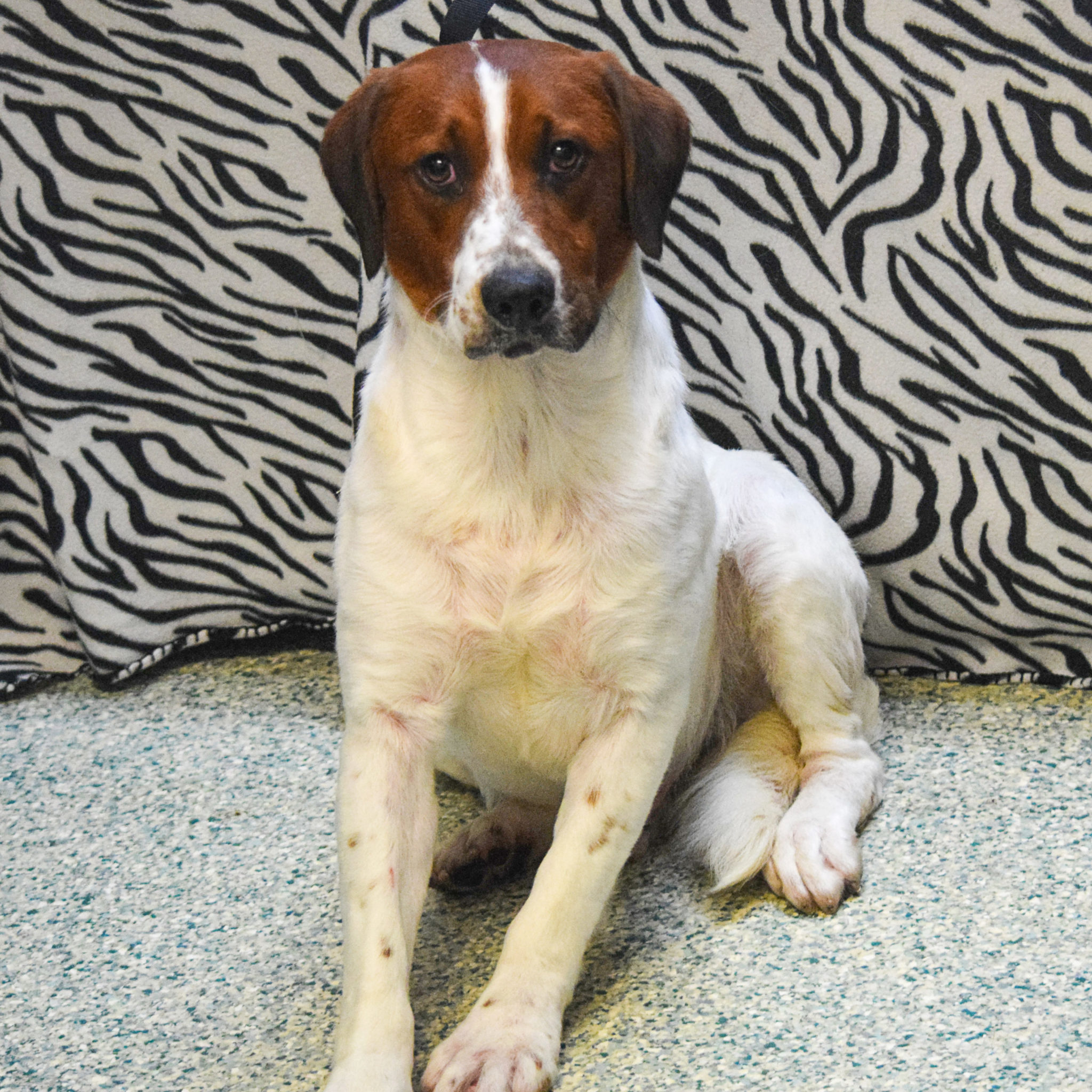 Hondo Animal House Shelter