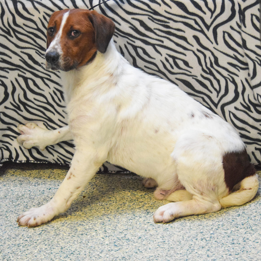 Hondo Animal House Shelter