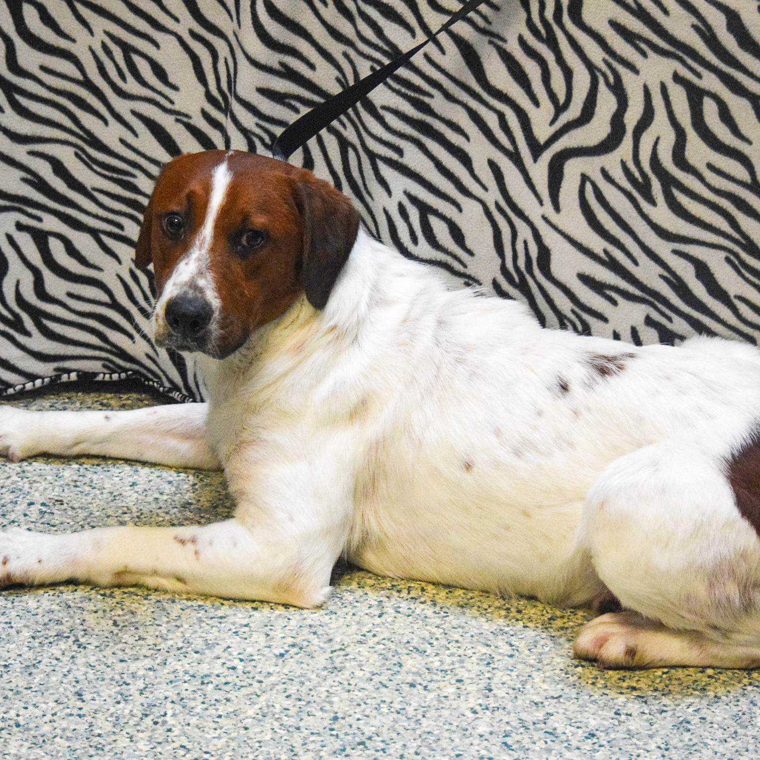 Hondo Animal House Shelter