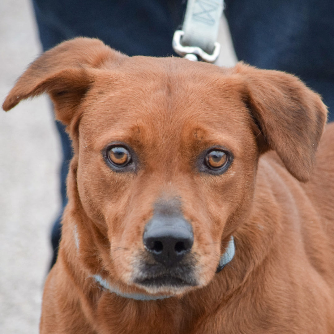 Jacks Animal House Shelter