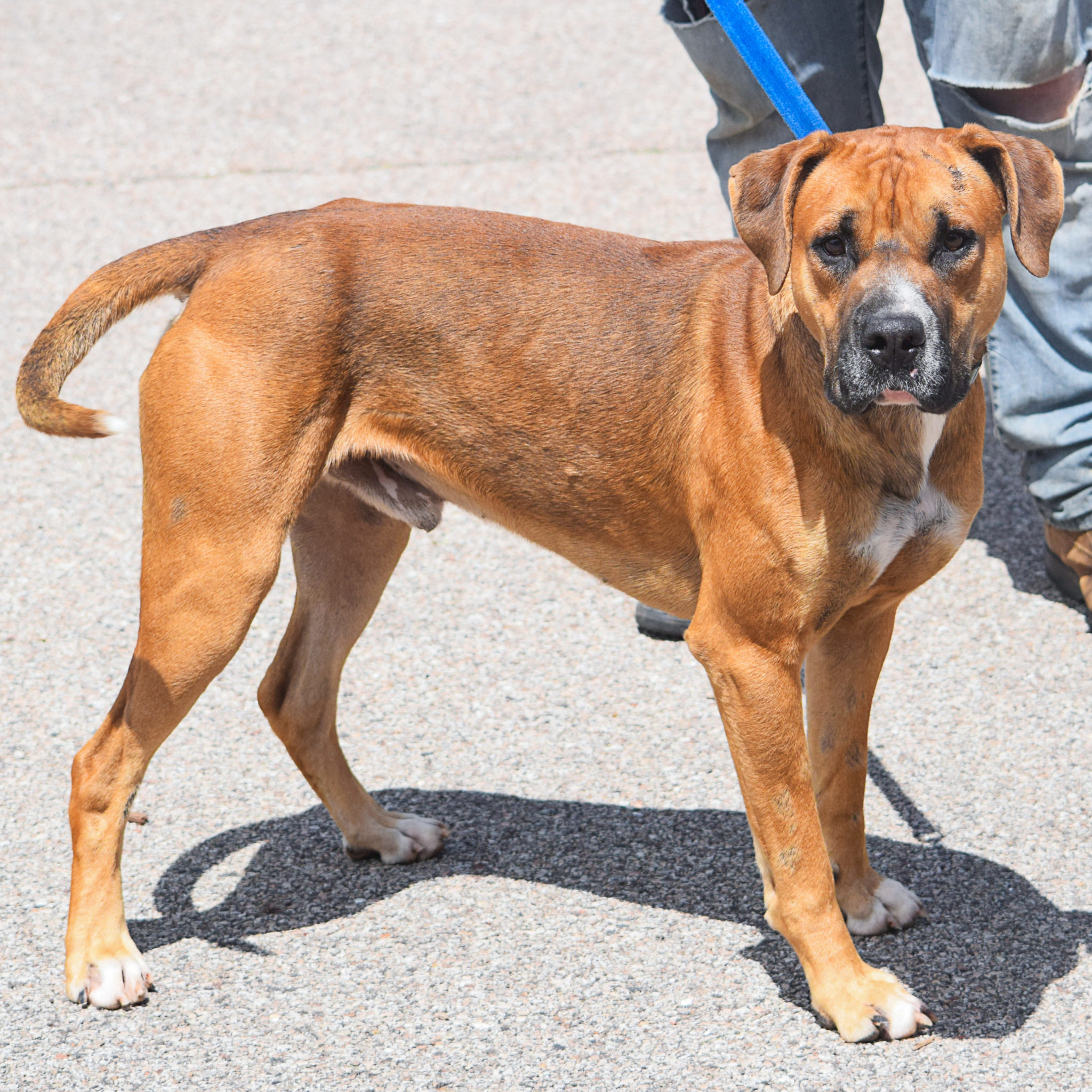 Roscoe Animal House Shelter