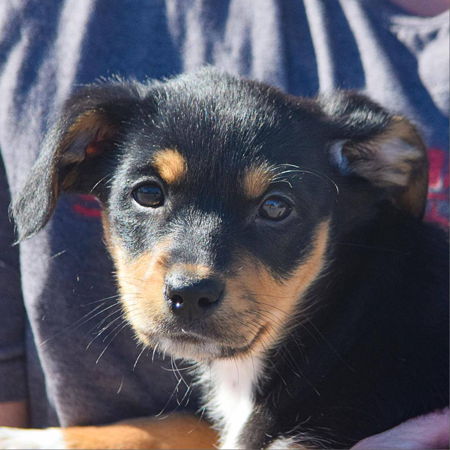 Shey - Animal House Shelter Shey - Animal House Shelter