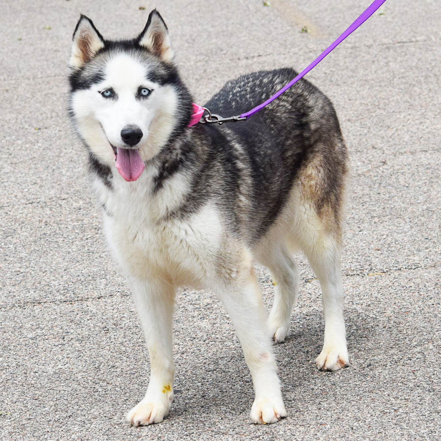 Alaska Animal House Shelter