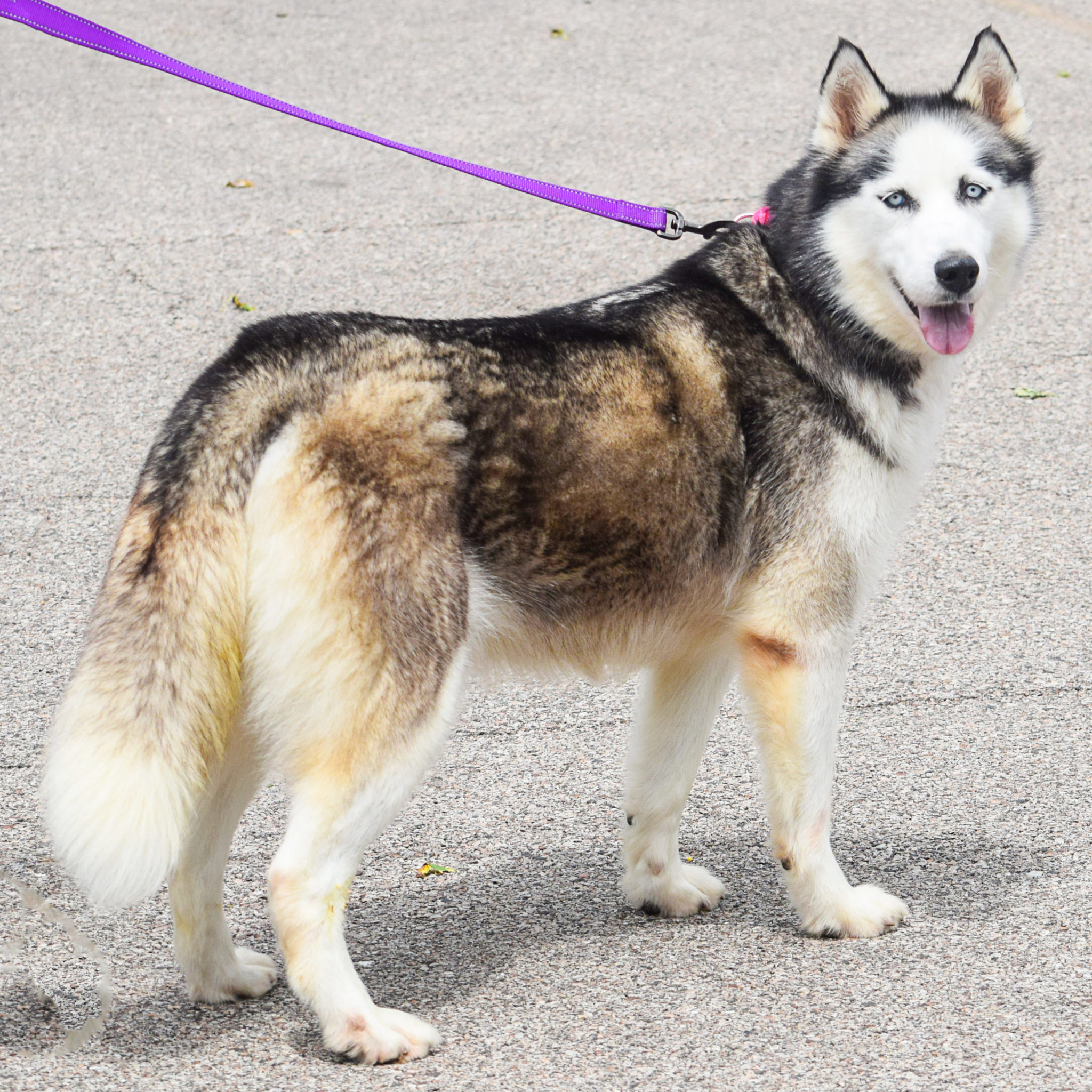 Alaska Animal House Shelter