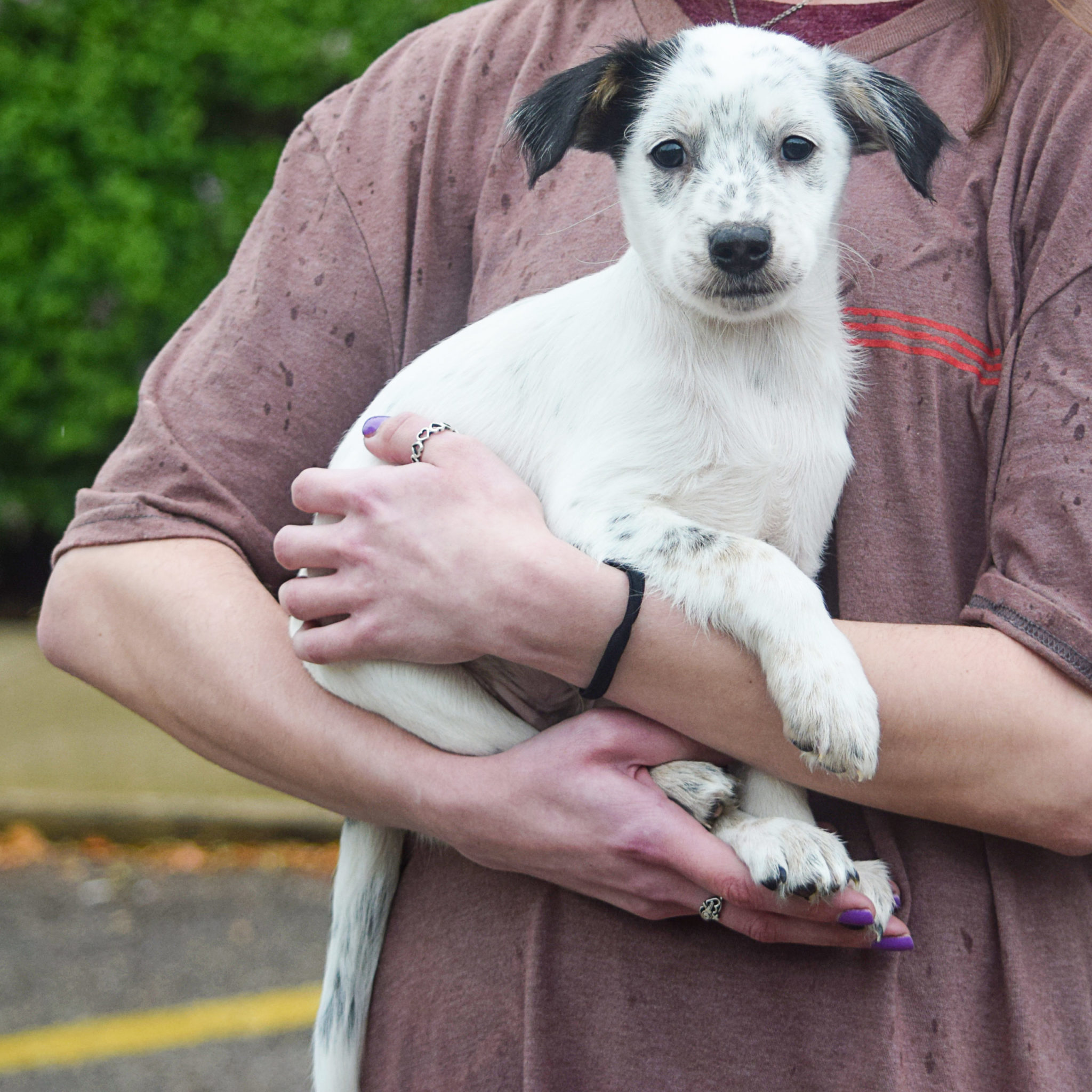 Cap Animal House Shelter