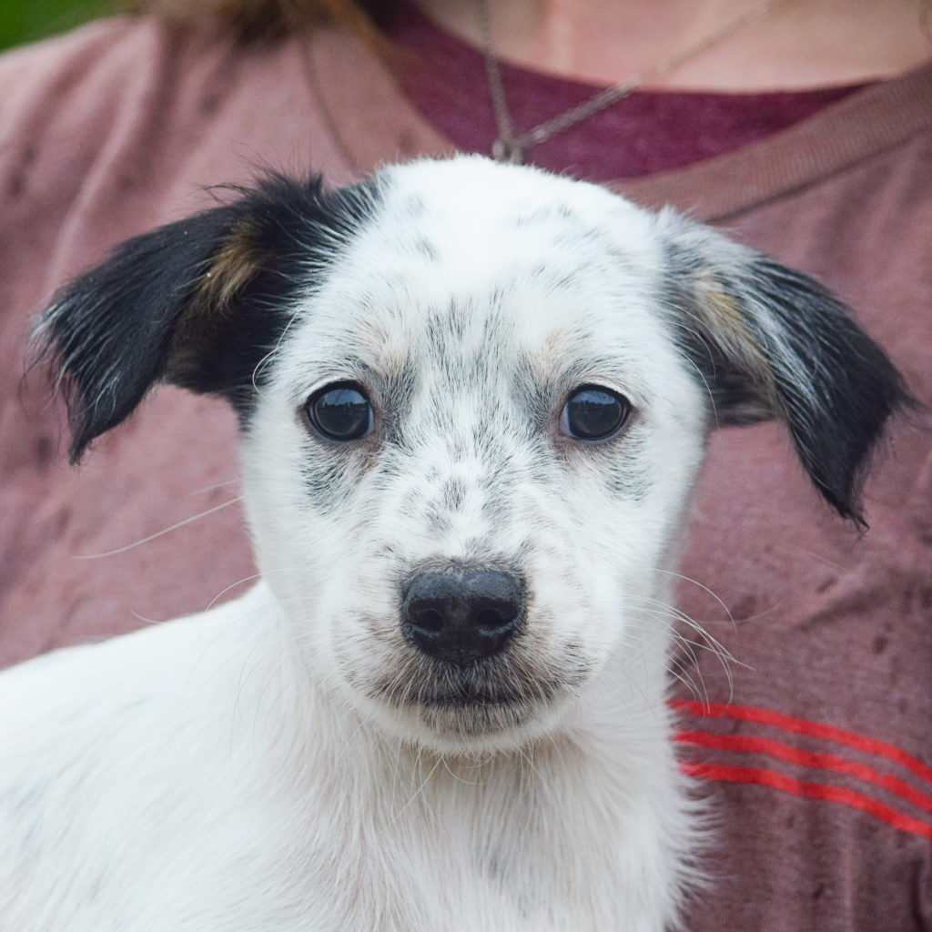 Cap Animal House Shelter