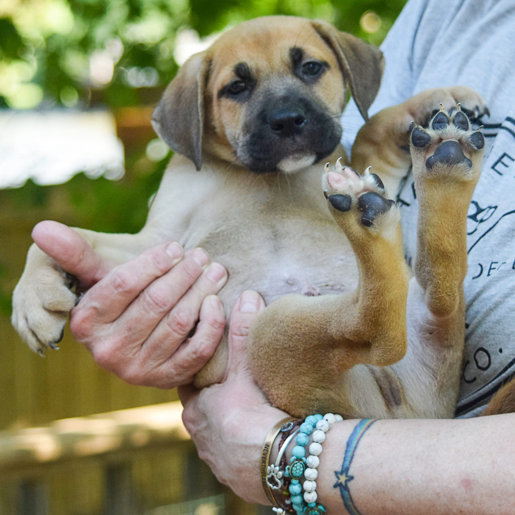 Dublin Animal House Shelter