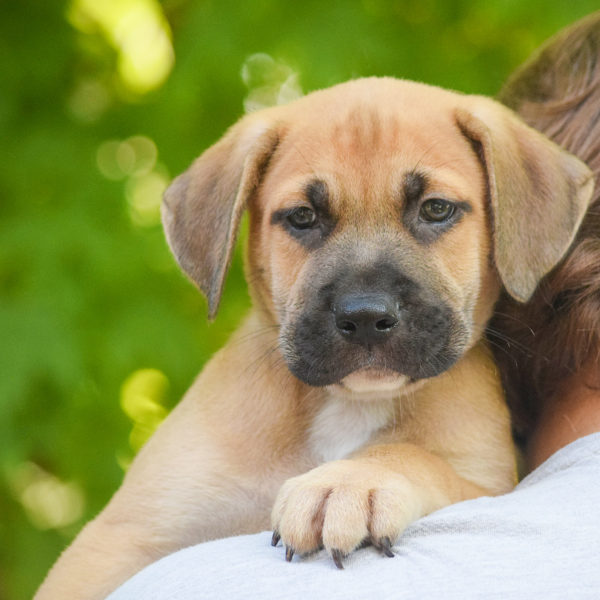 Dublin Animal House Shelter