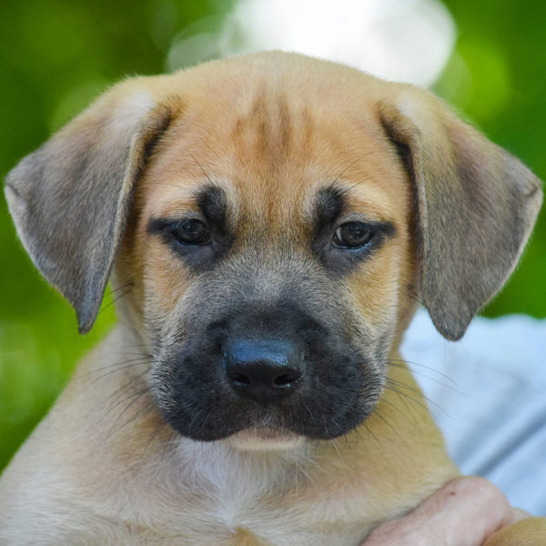 Dublin  Animal House Shelter