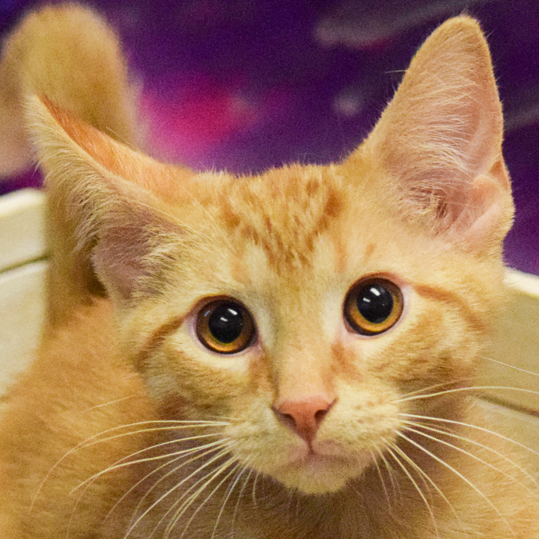 Huddy Animal House Shelter