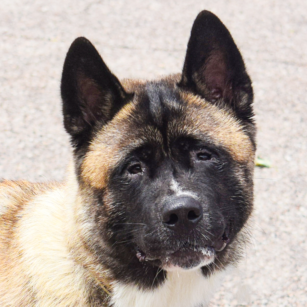 Kuma Animal House Shelter