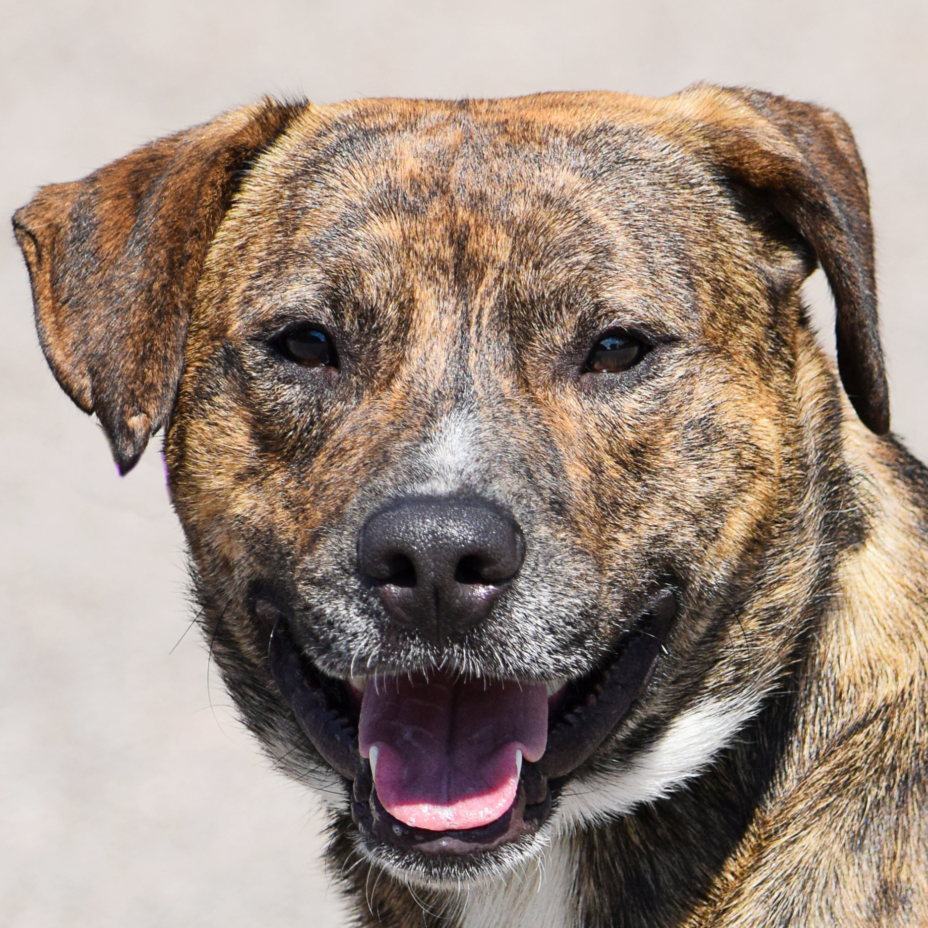 Leroy - Animal House Shelter