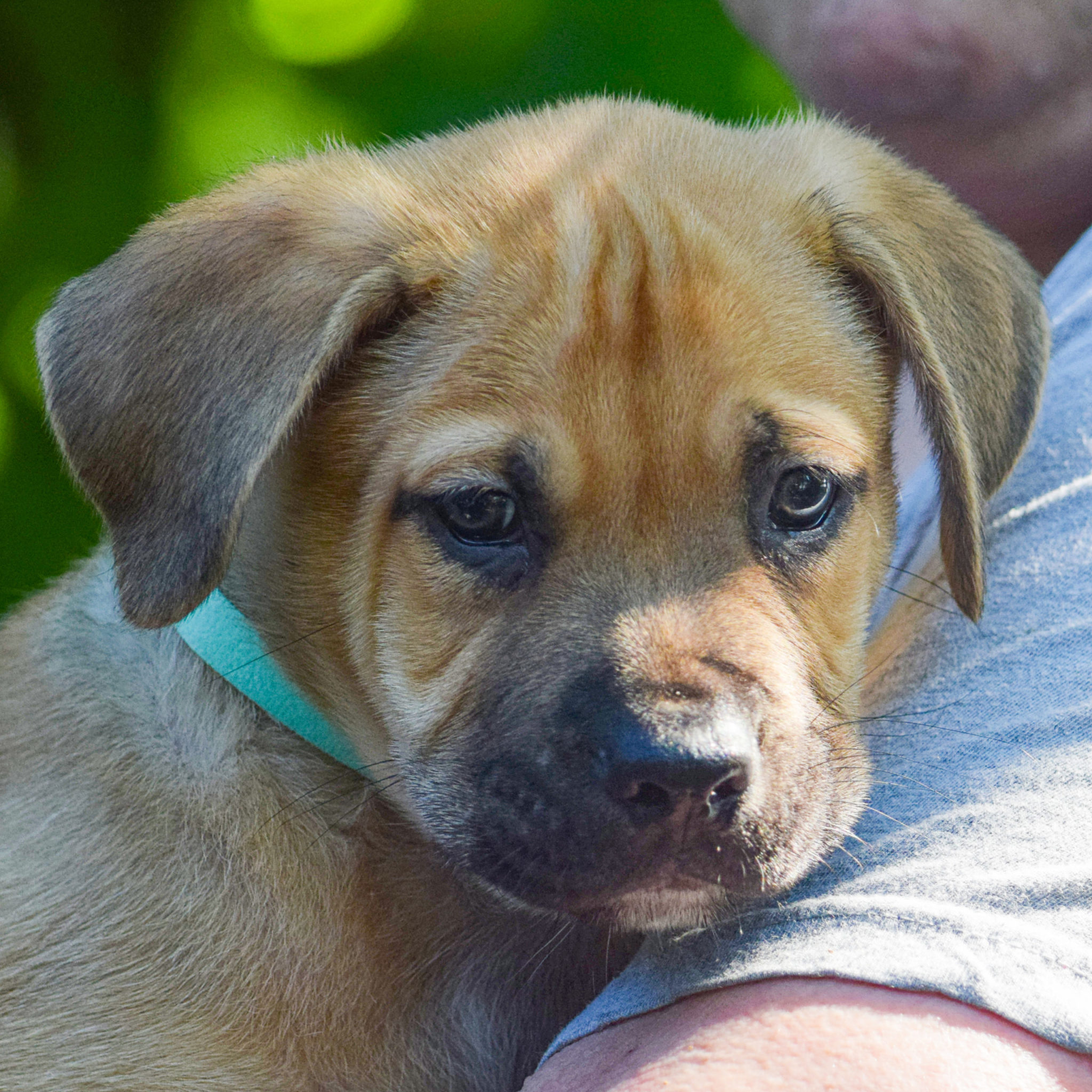 London Animal House Shelter