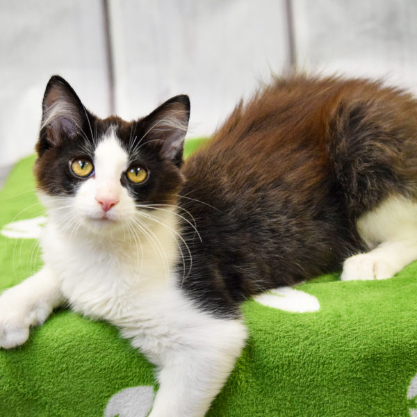 Sylvester Animal House Shelter