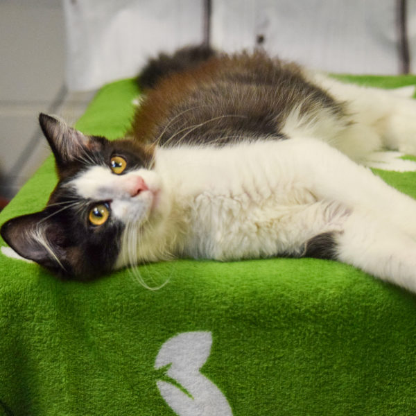 Sylvester Animal House Shelter