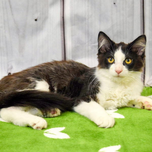 Sylvester Animal House Shelter