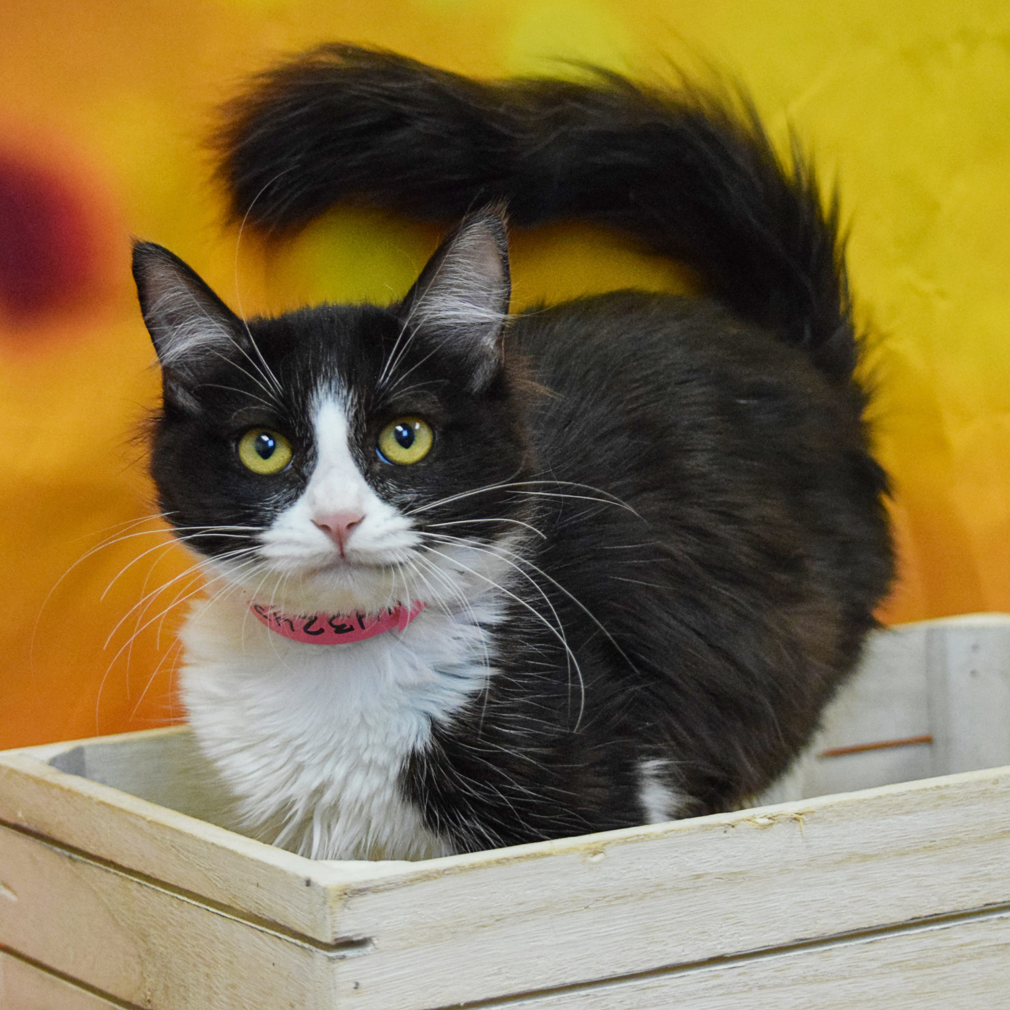 Victoria Animal House Shelter