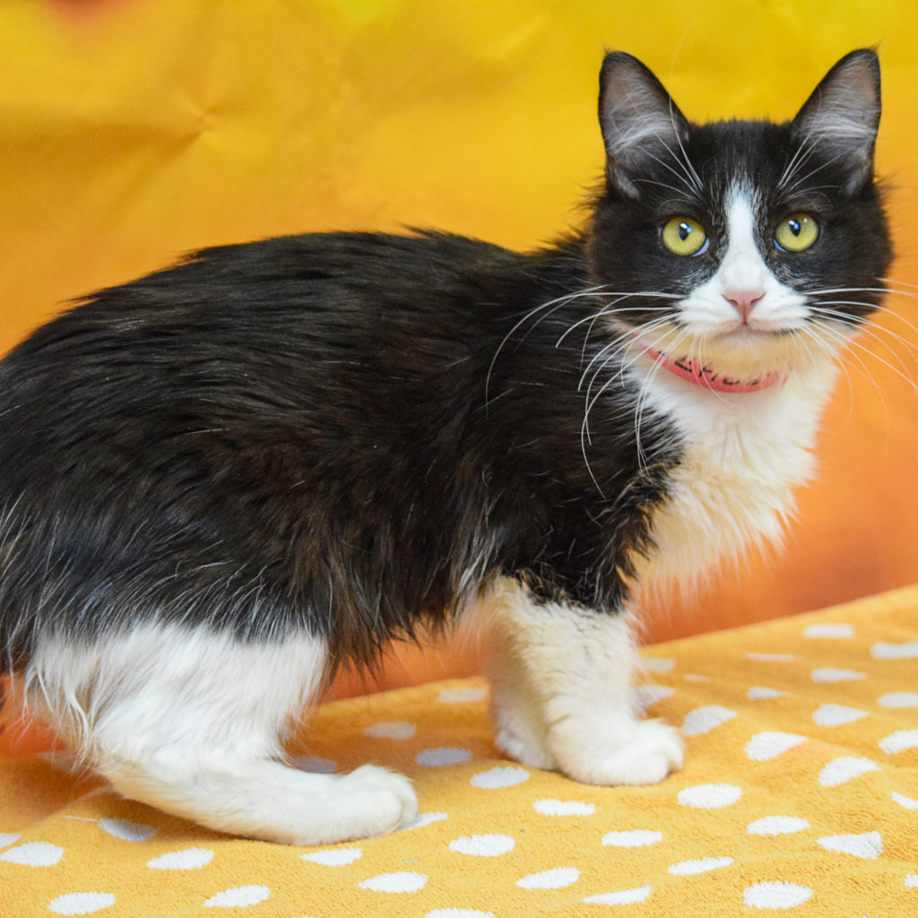 Victoria Animal House Shelter