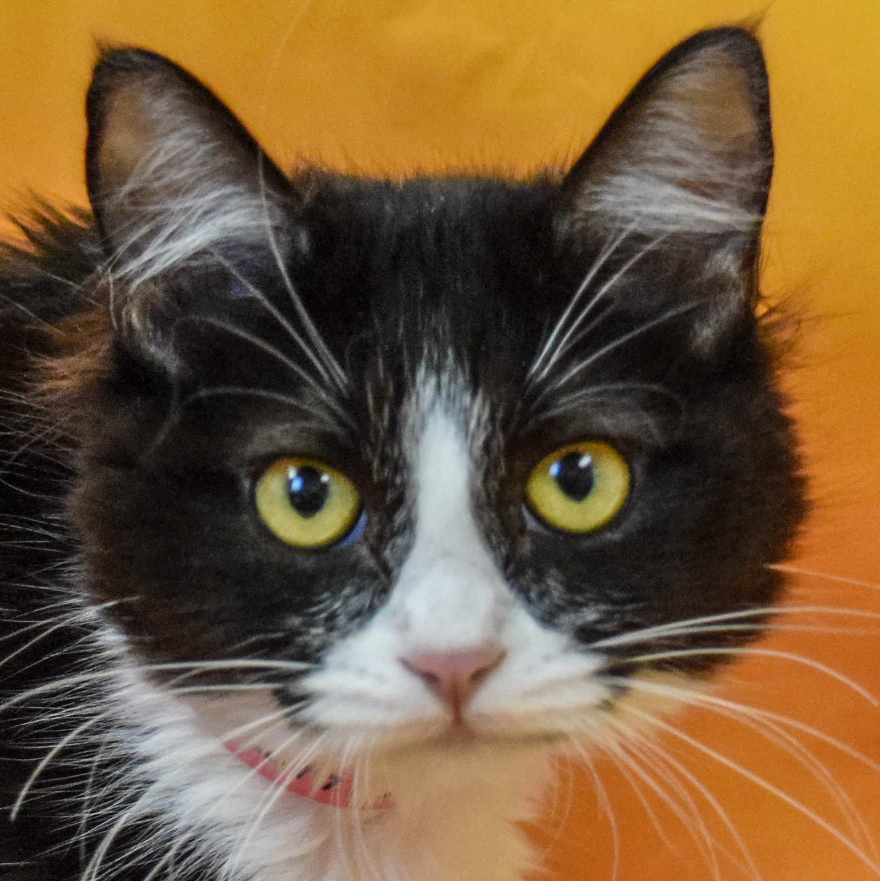 Victoria Animal House Shelter