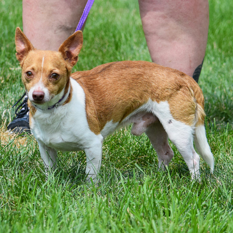 Archer Animal House Shelter