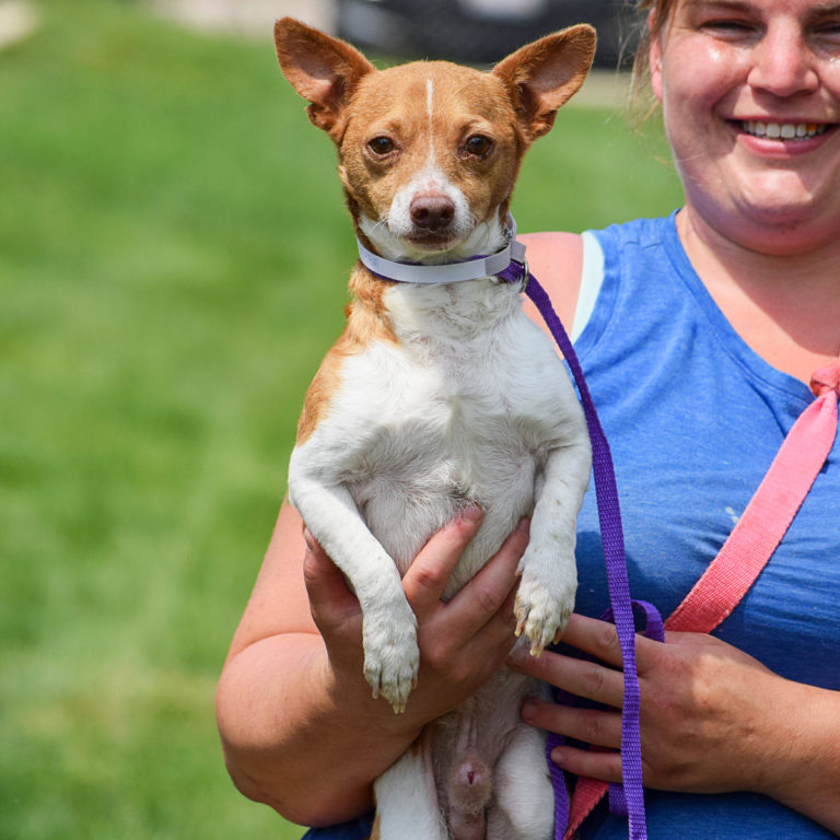 Archer Animal House Shelter