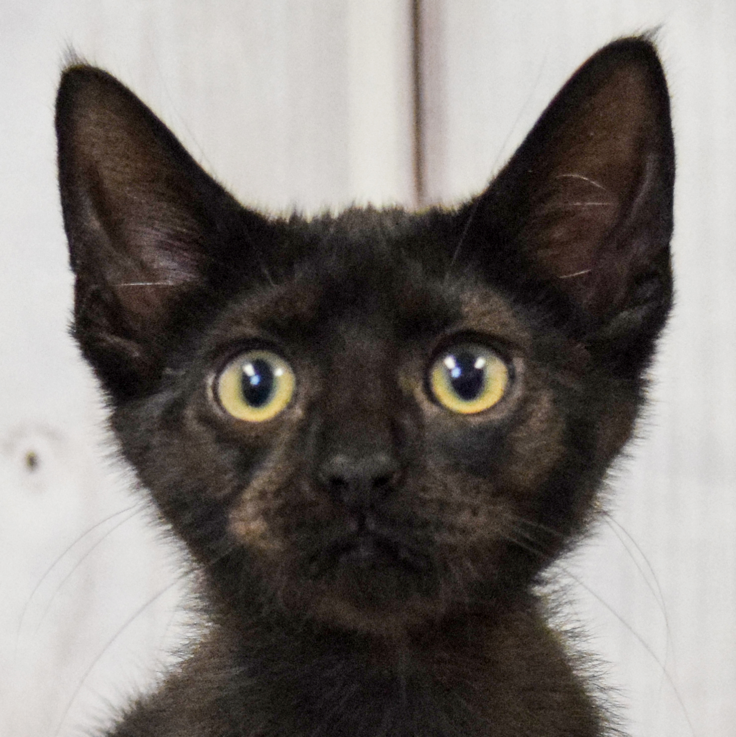 Nadine - Animal House Shelter