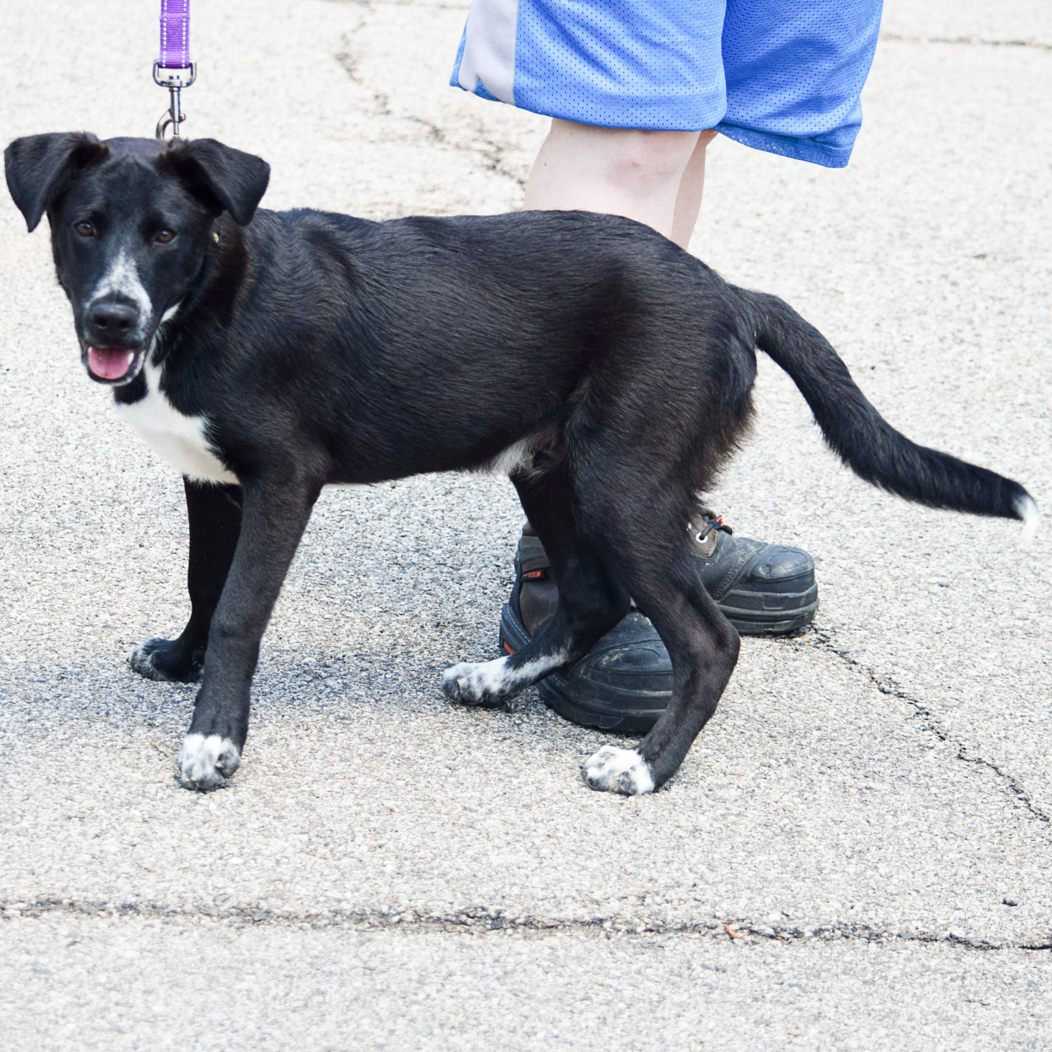 Smokey - Animal House Shelter