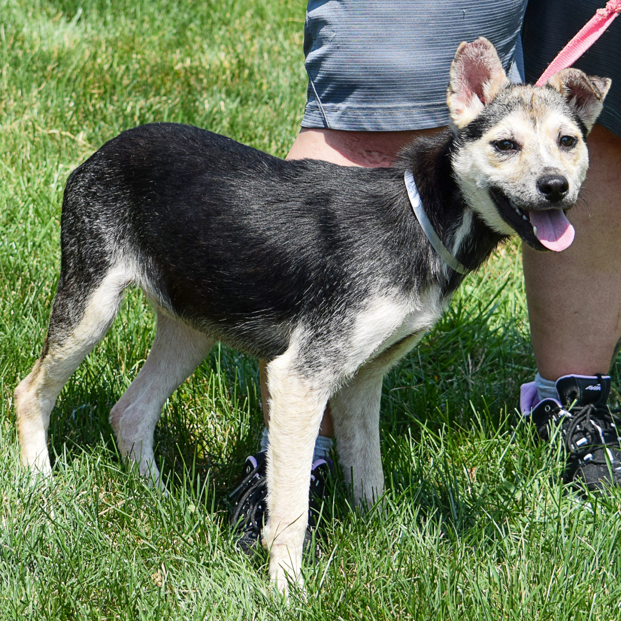 Tracy Animal House Shelter