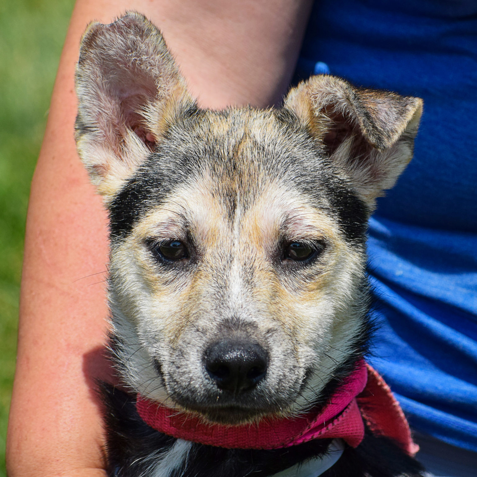 Tracy Animal House Shelter