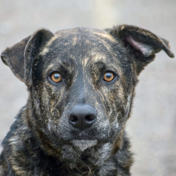 Brady - Animal House Shelter Brady - Animal House Shelter