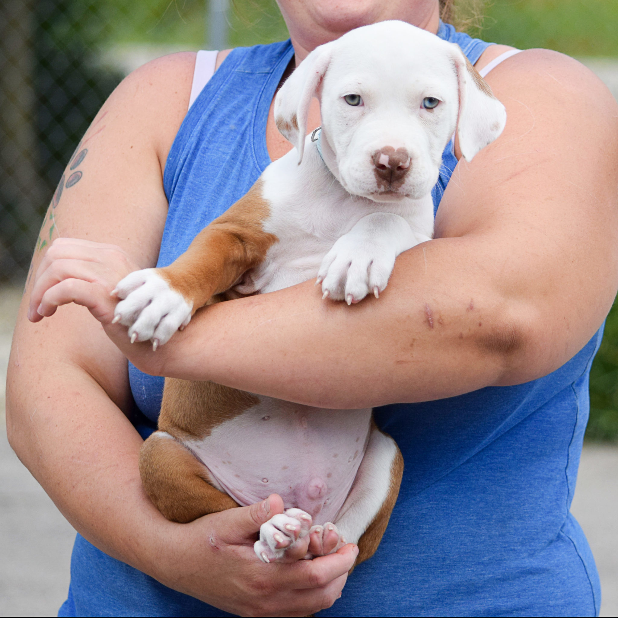 Bruce Animal House Shelter