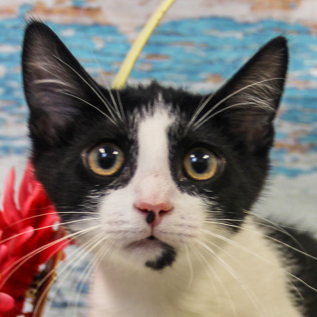 Cambridge visual data 5