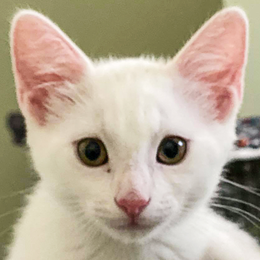 Cambridge visual data 2