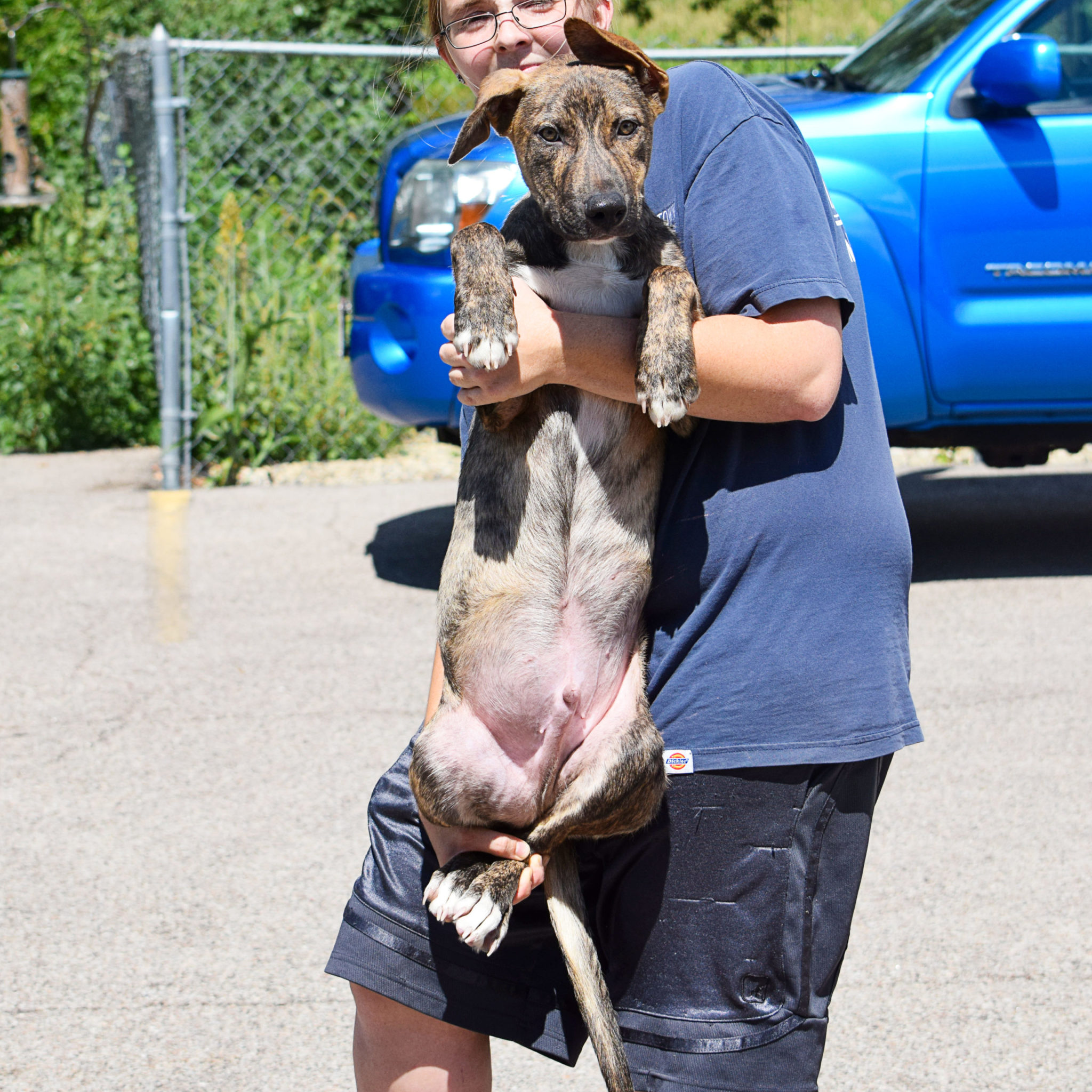 Gerard Animal House Shelter