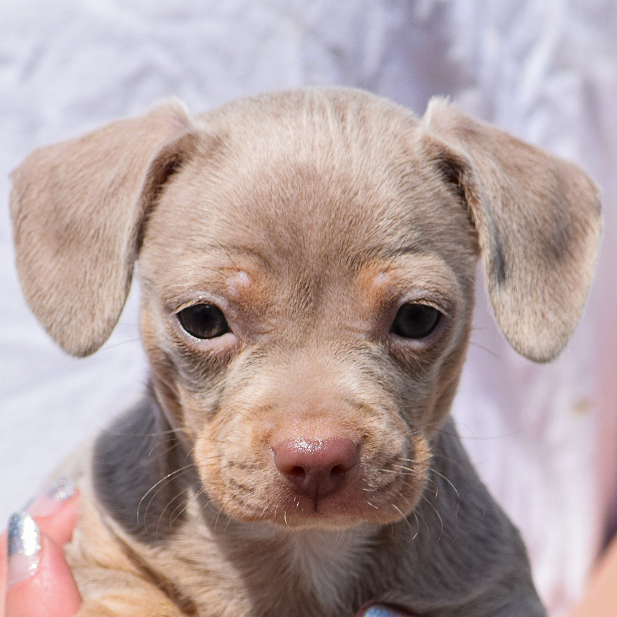 Pistachio Animal House Shelter