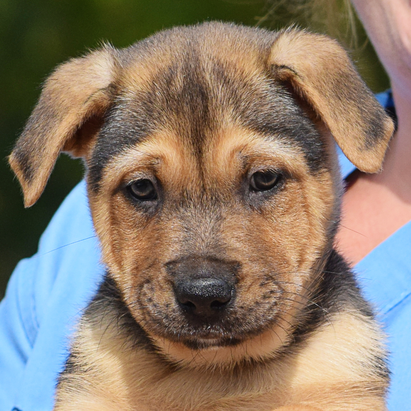Boone Animal House Shelter