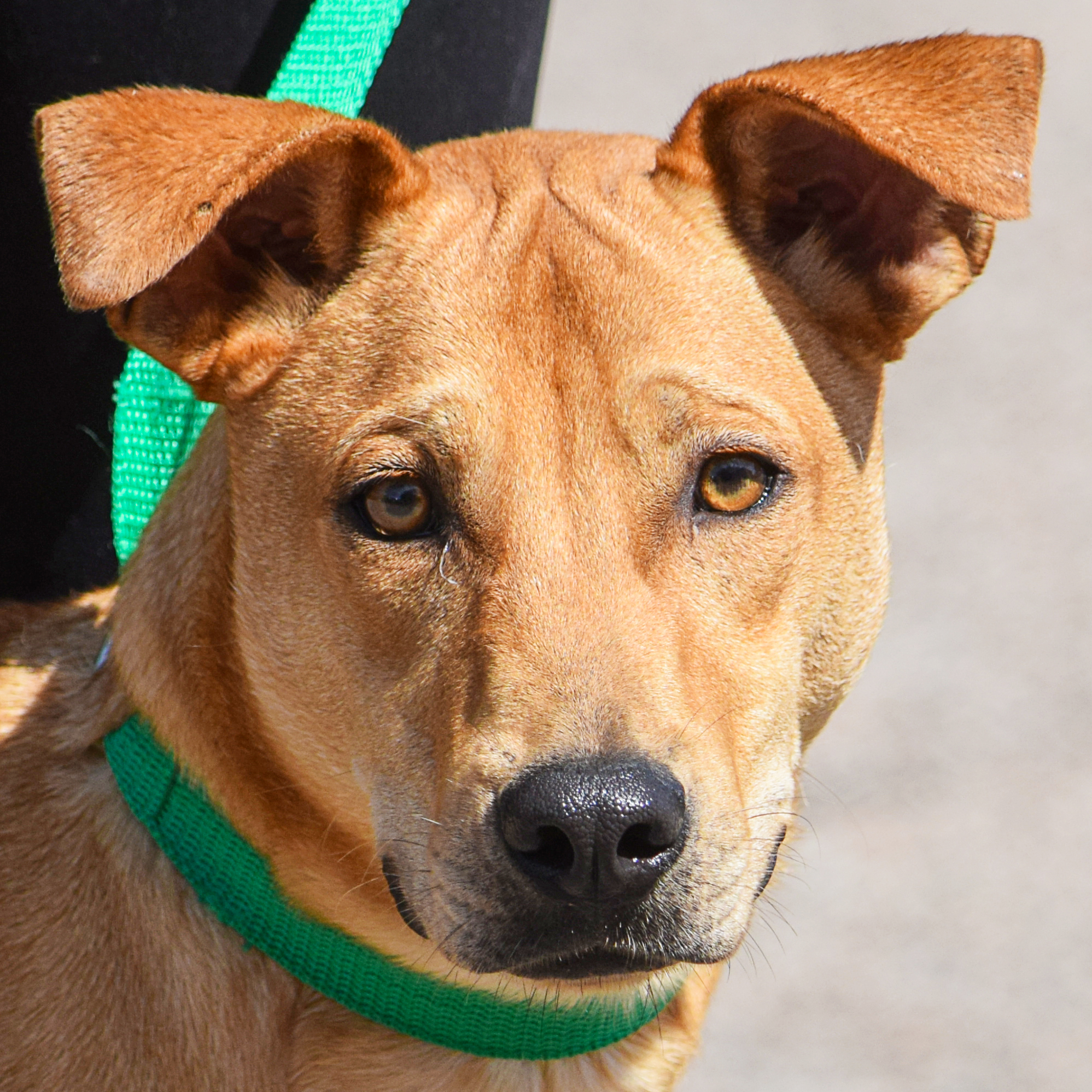 Brownie Animal House Shelter