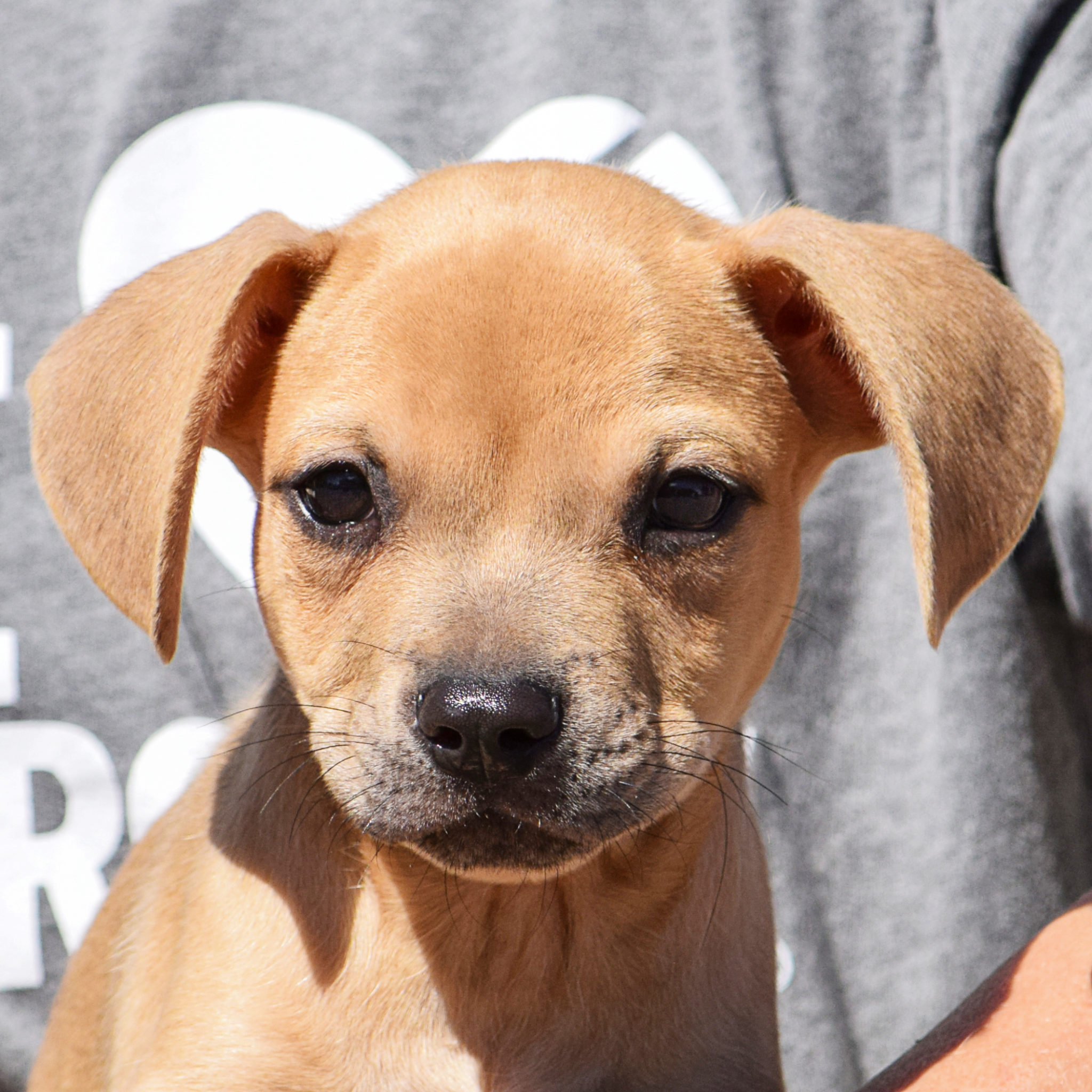 Flounder Animal House Shelter