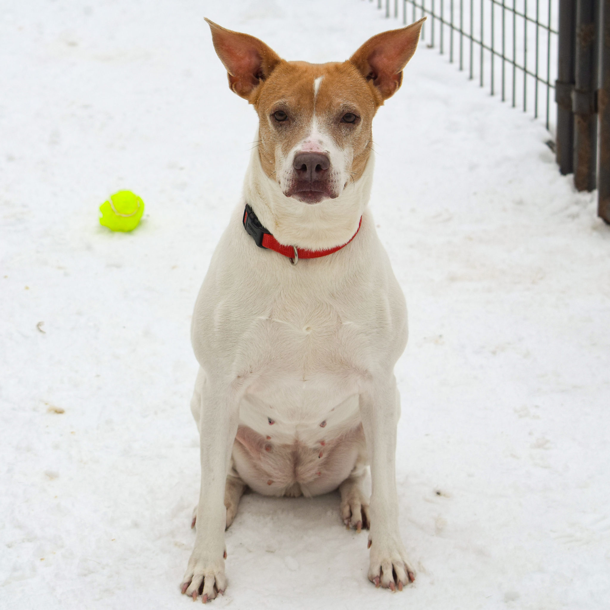 Nirvana Animal House Shelter