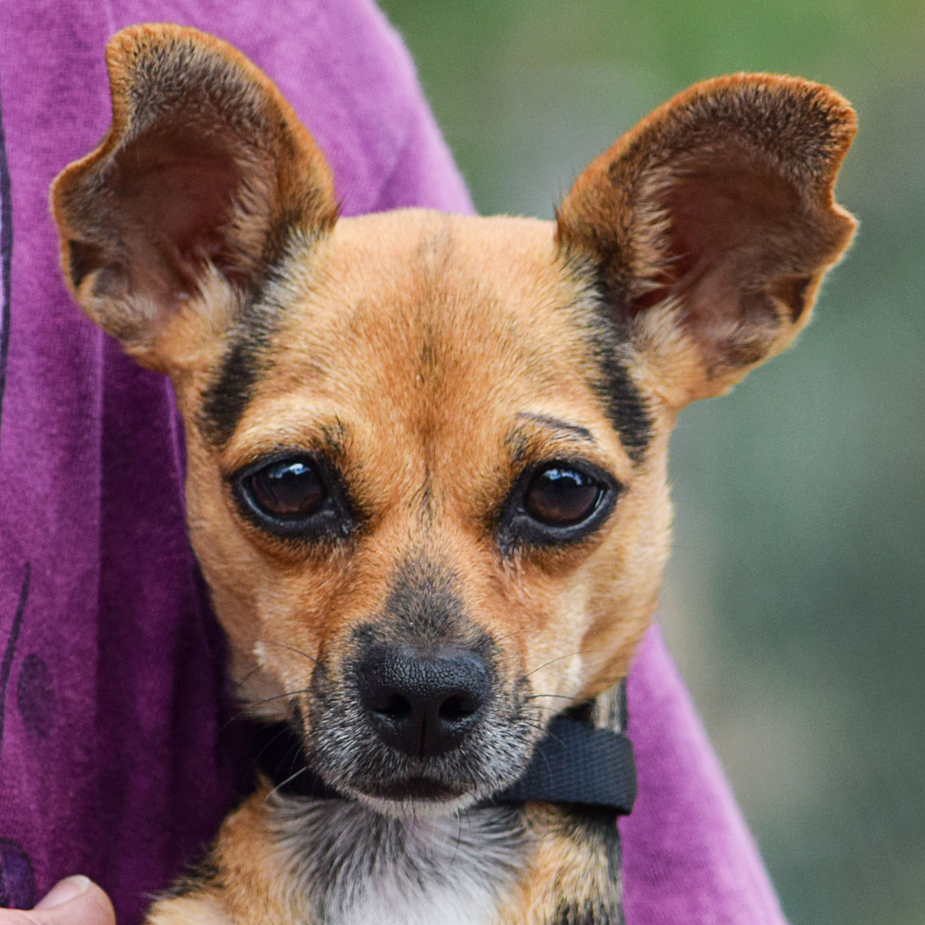 Estelle Animal House Shelter