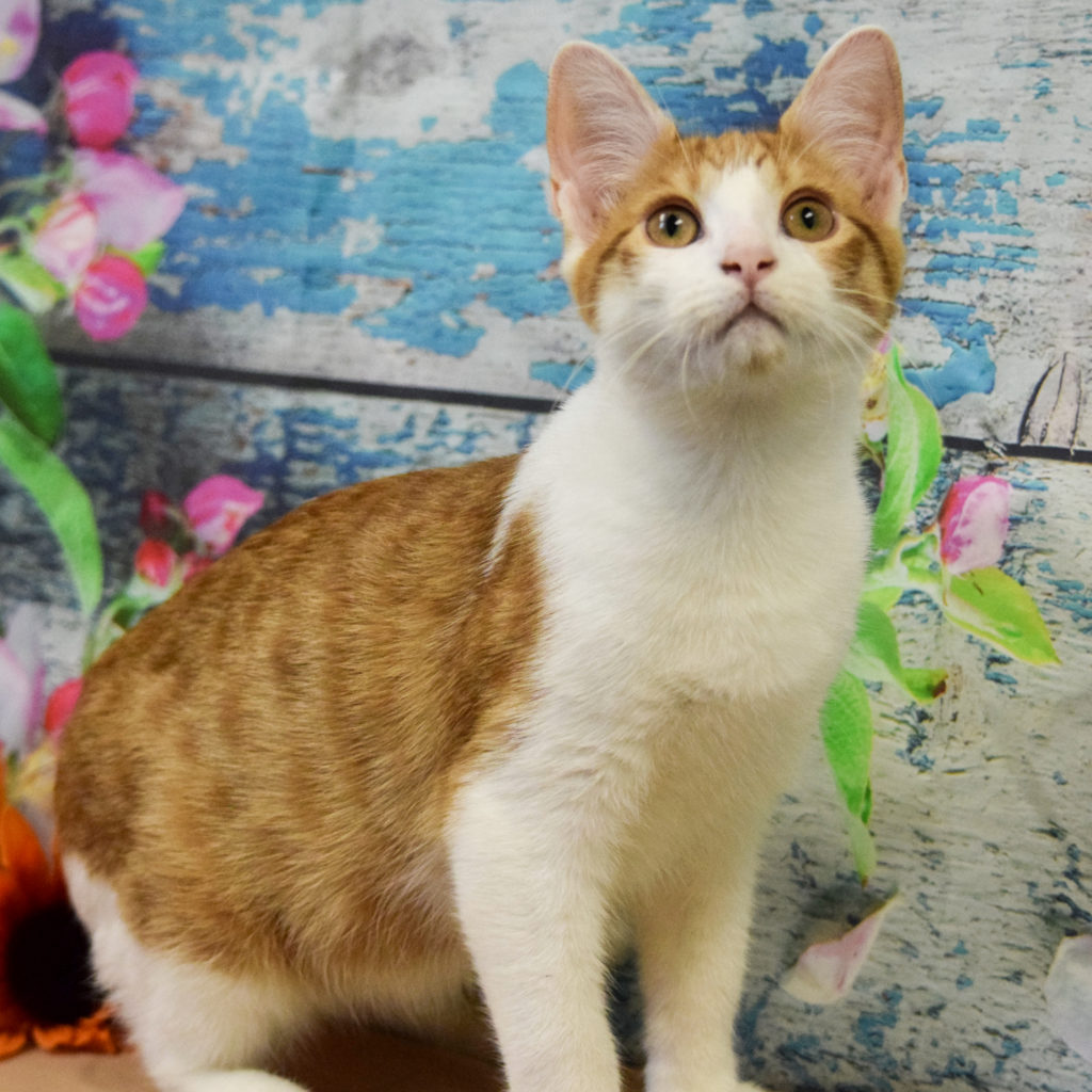 Jupiter Animal House Shelter