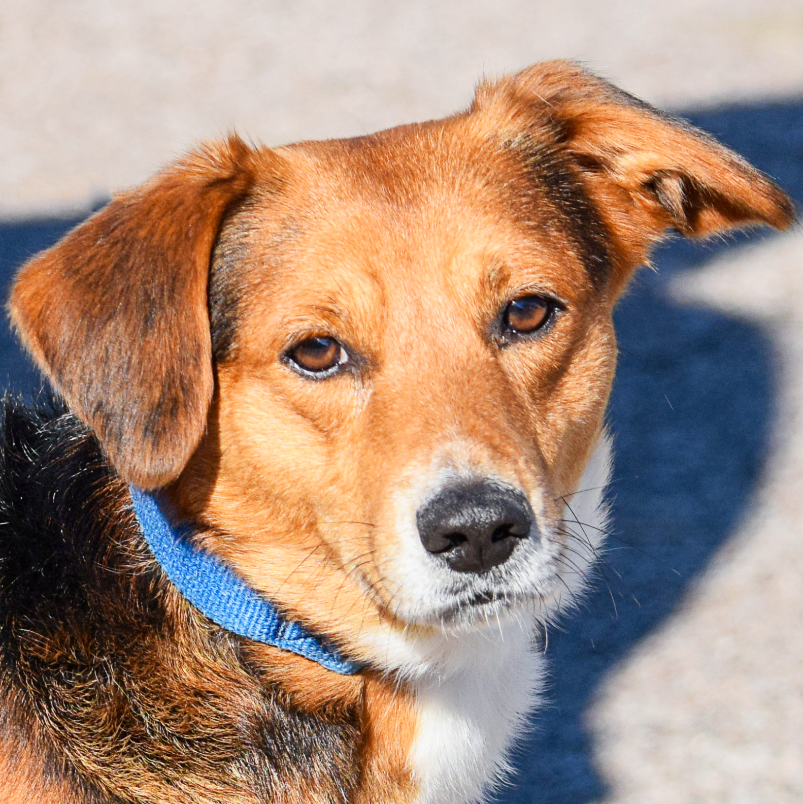 Milford Animal House Shelter
