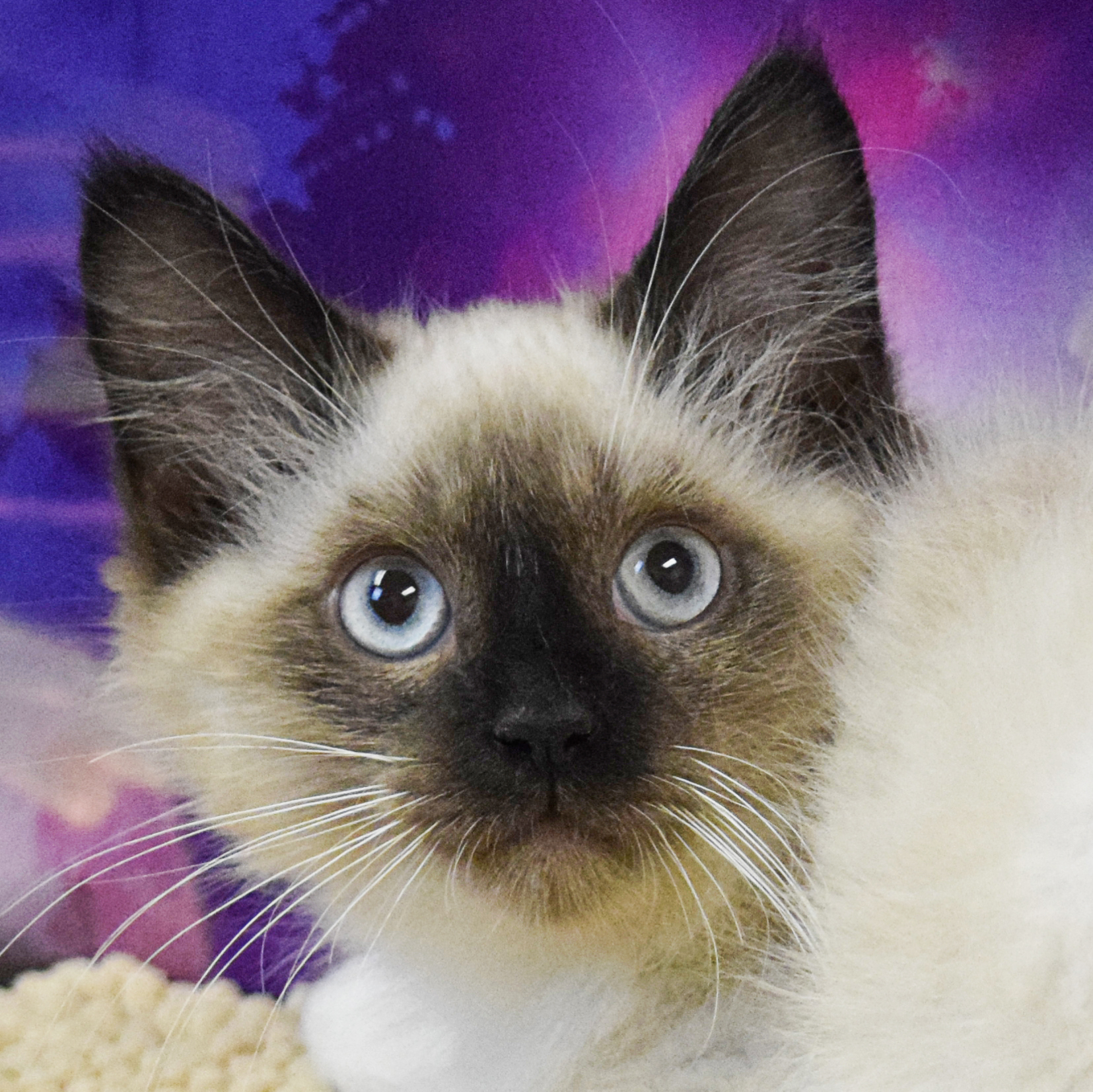 Pierre Animal House Shelter